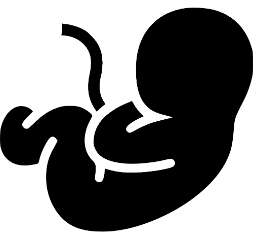 Grossesse et accouchement