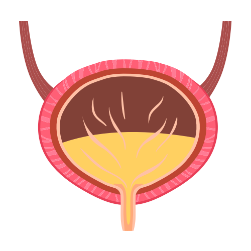 Santé rénale et urinaire