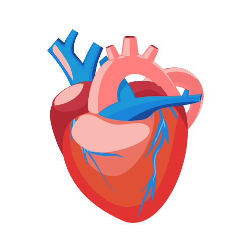 Santé cardiovasculaire